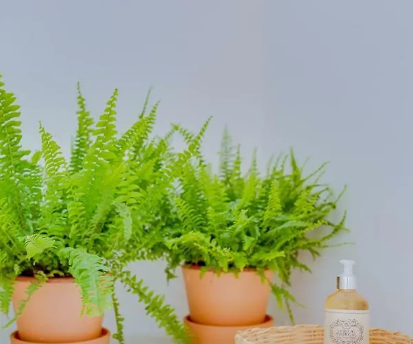 Apartmán Casa Do Chico *